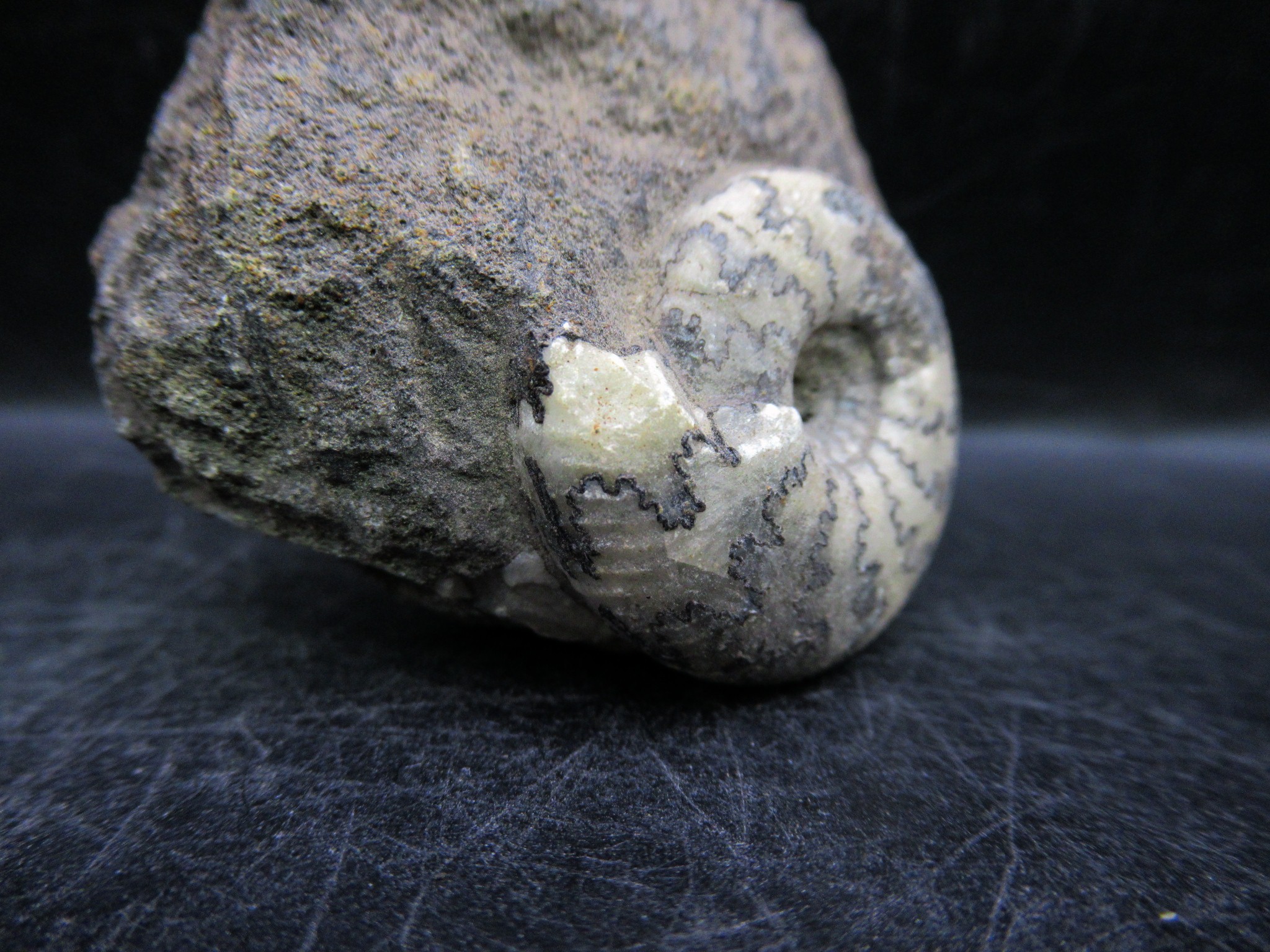 russian jurassic craspedites ammonite 23b | Fossils for Sale