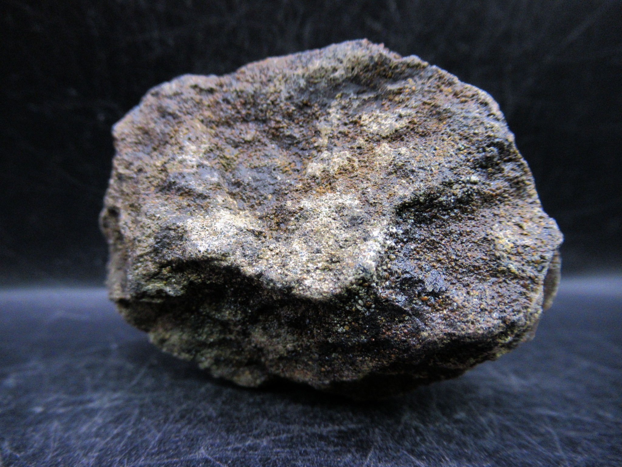 russian jurassic craspedites ammonite 23c | Fossils for Sale