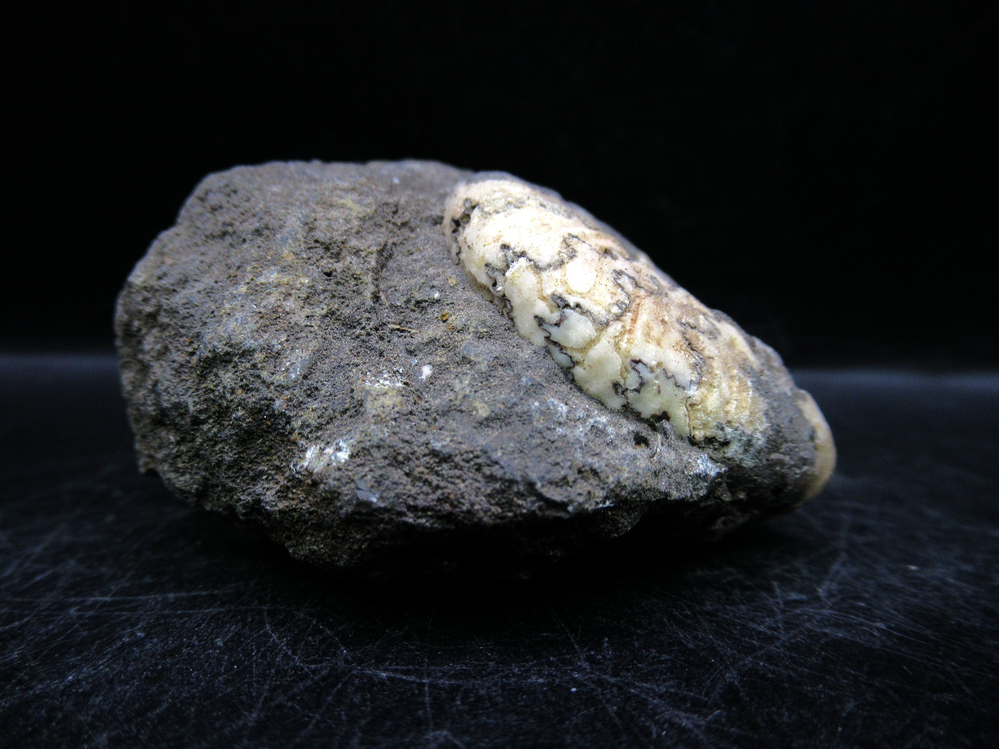 russian jurassic craspedites ammonite 30b | Fossils for Sale