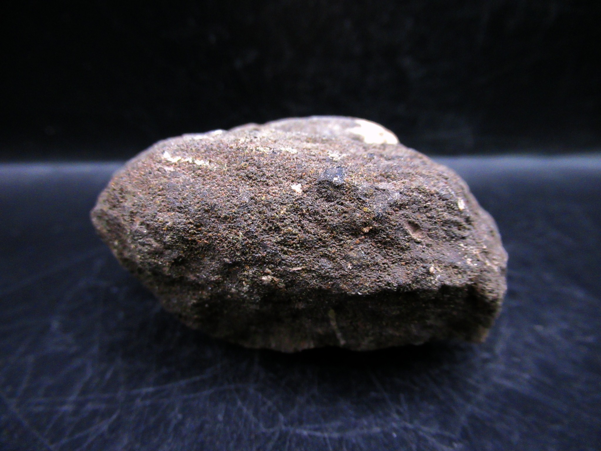 russian jurassic craspedites ammonite 30c | Fossils for Sale