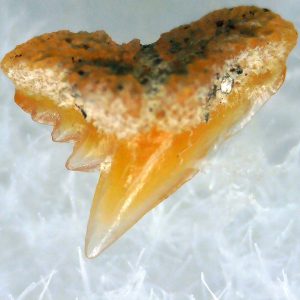 Galeorhinus Extinct Shark Tooth Fossil for Sale 27