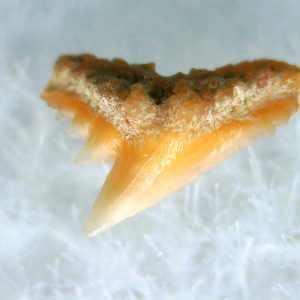 Galeorhinus Extinct Shark Tooth Fossil for Sale 41