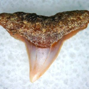 Genuine Miocene Age Carcharhinus Extinct Shark Tooth Fossil For Sale from California #1