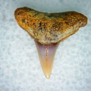 Genuine Miocene Age Carcharhinus Extinct Shark Tooth Fossil For Sale from California #10