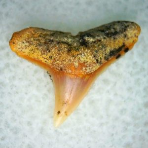 Genuine Miocene Age Carcharhinus Extinct Shark Tooth Fossil For Sale from California #11