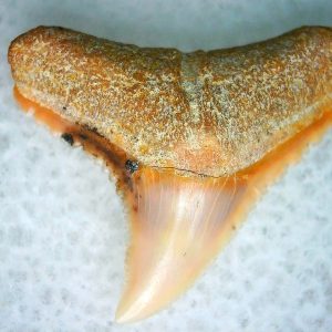 Genuine Miocene Age Carcharhinus Extinct Shark Tooth Fossil For Sale from California #12
