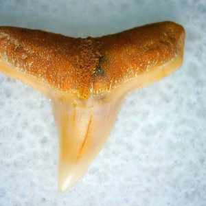Genuine Miocene Age Carcharhinus Extinct Shark Tooth Fossil For Sale from California #13