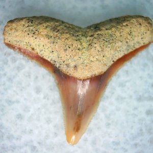 Genuine Miocene Age Carcharhinus Extinct Shark Tooth Fossil For Sale from California #14
