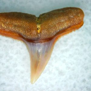 Genuine Miocene Age Carcharhinus Extinct Shark Tooth Fossil For Sale from California #15