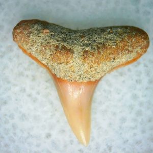 Genuine Miocene Age Carcharhinus Extinct Shark Tooth Fossil For Sale from California #16