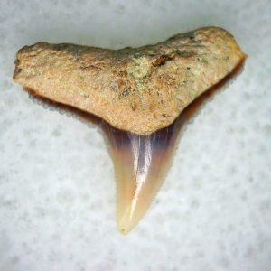 Genuine Miocene Age Carcharhinus Extinct Shark Tooth Fossil For Sale from California #17