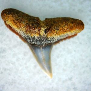 Genuine Miocene Age Carcharhinus Extinct Shark Tooth Fossil For Sale from California #18