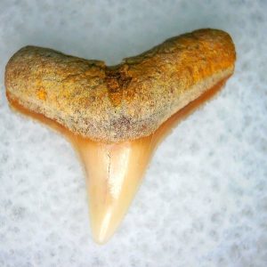 Genuine Miocene Age Carcharhinus Extinct Shark Tooth Fossil For Sale from California #19