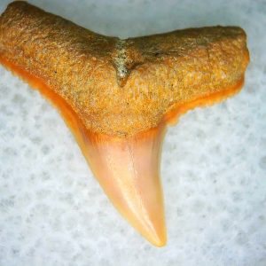 Genuine Miocene Age Carcharhinus Extinct Shark Tooth Fossil For Sale from California #2