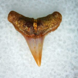 Genuine Miocene Age Carcharhinus Extinct Shark Tooth Fossil For Sale from California #20