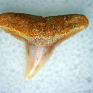Genuine Miocene Age Carcharhinus Extinct Shark Tooth Fossil For Sale from California #21
