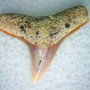 Genuine Miocene Age Carcharhinus Extinct Shark Tooth Fossil For Sale from California #22