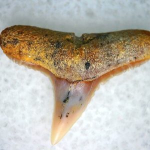 Genuine Miocene Age Carcharhinus Extinct Shark Tooth Fossil For Sale from California #23