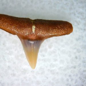 Genuine Miocene Age Carcharhinus Extinct Shark Tooth Fossil For Sale from California #24