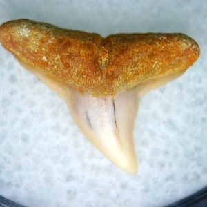 Genuine Miocene Age Carcharhinus Extinct Shark Tooth Fossil For Sale from California #25