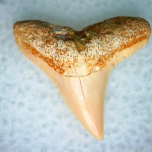 Genuine Miocene Age Carcharhinus Extinct Shark Tooth Fossil For Sale from California #26