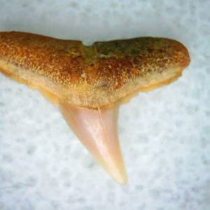 Genuine Miocene Age Carcharhinus Extinct Shark Tooth Fossil For Sale from California #27