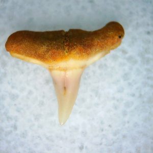 Genuine Miocene Age Carcharhinus Extinct Shark Tooth Fossil For Sale from California #29