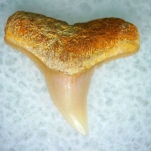 Genuine Miocene Age Carcharhinus Extinct Shark Tooth Fossil For Sale from California #3