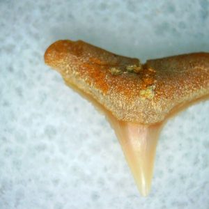 Genuine Miocene Age Carcharhinus Extinct Shark Tooth Fossil For Sale from California #30