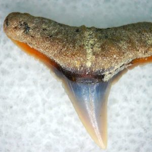 Genuine Miocene Age Carcharhinus Extinct Shark Tooth Fossil For Sale from California #4