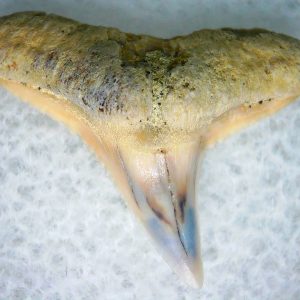 Genuine Miocene Age Carcharhinus Extinct Shark Tooth Fossil For Sale from California #5