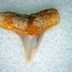 Genuine Miocene Age Carcharhinus Extinct Shark Tooth Fossil For Sale from California #6