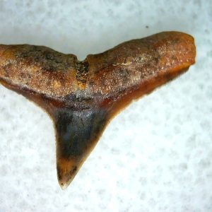 Genuine Miocene Age Carcharhinus Extinct Shark Tooth Fossil For Sale from California #7
