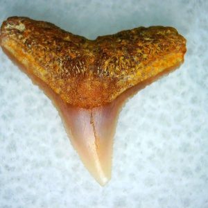 Genuine Miocene Age Carcharhinus Extinct Shark Tooth Fossil For Sale from California #8