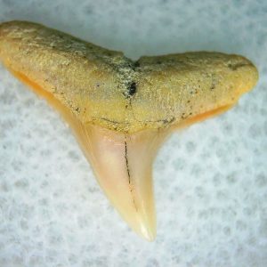 Genuine Miocene Age Carcharhinus Extinct Shark Tooth Fossil For Sale from California #9