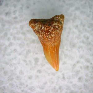 Cetorhinus Extinct Shark Tooth Fossil for Sale 25