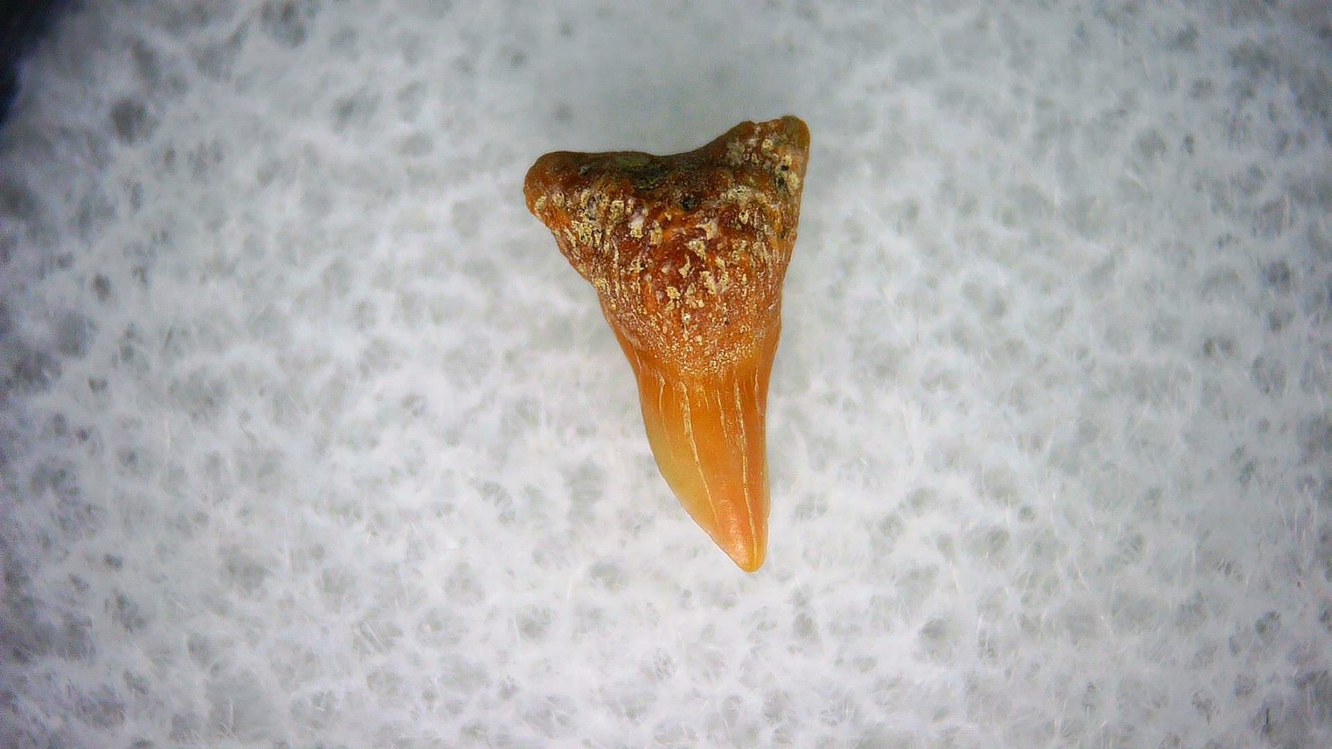 California Miocene Cetorhinus Extinct Shark Tooth 25 | Fossils for Sale Genuine Miocene Age Cetorhinus Extinct Shark Tooth Fossil For Sale from California #25