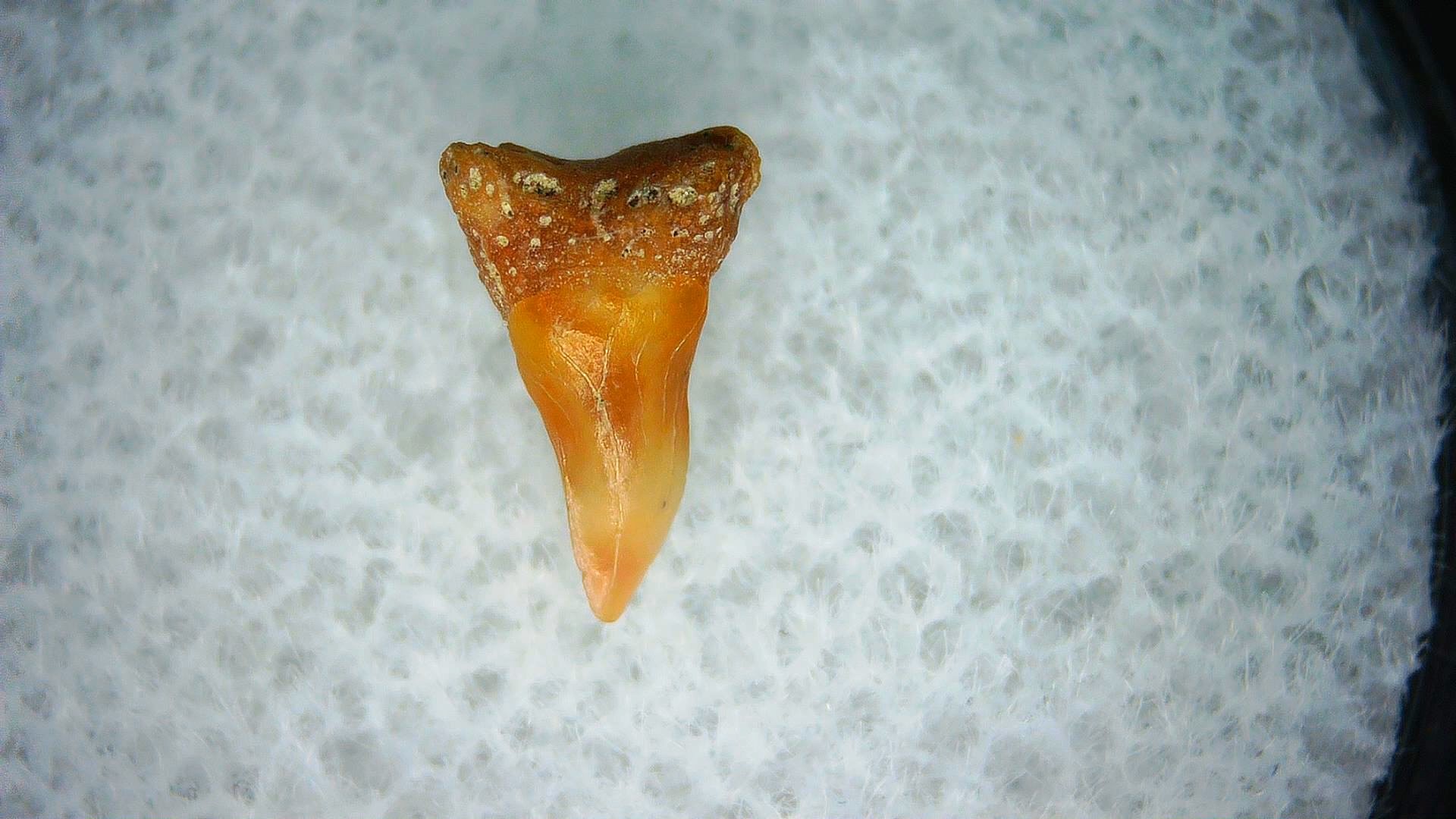 California Miocene Cetorhinus Extinct Shark Tooth 25a | Fossils for Sale Genuine Miocene Age Cetorhinus Extinct Shark Tooth Fossil For Sale from California #25a