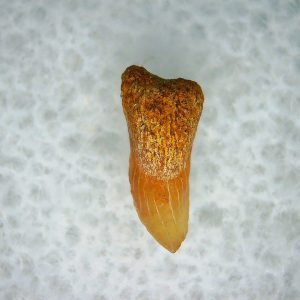 Cetorhinus Extinct Shark Tooth Fossil for Sale 26