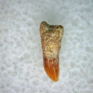Cetorhinus Extinct Shark Tooth Fossil for Sale 27