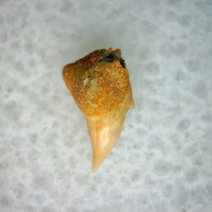 Cetorhinus Extinct Shark Tooth Fossil for Sale 29