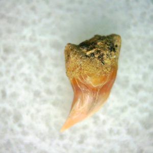 Cetorhinus Extinct Shark Tooth Fossil for Sale 32
