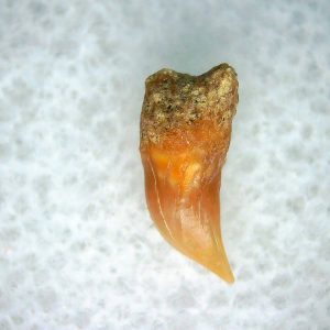 Cetorhinus Extinct Shark Tooth Fossil for Sale 33