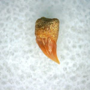 Cetorhinus Extinct Shark Tooth Fossil for Sale 34