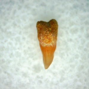 Cetorhinus Extinct Shark Tooth Fossil for Sale 35