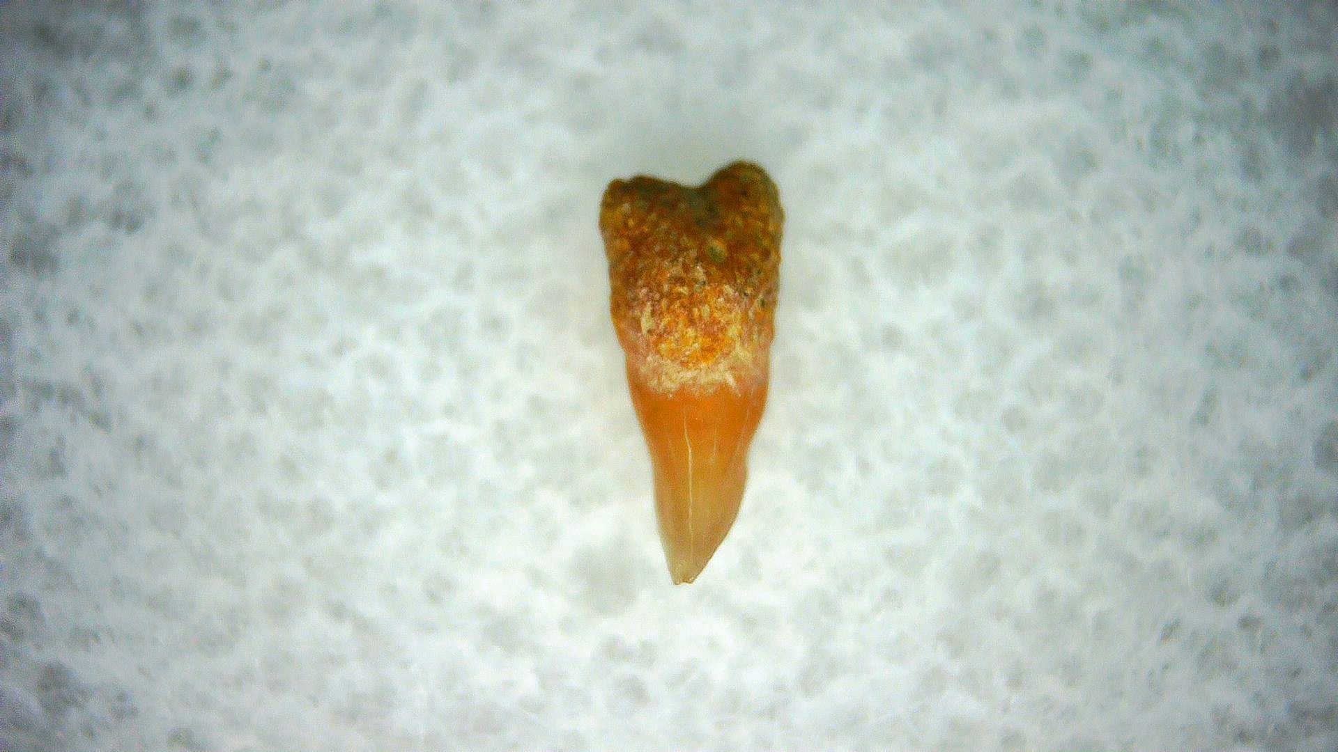 California Miocene Cetorhinus Extinct Shark Tooth 35 | Fossils for Sale Genuine Miocene Age Cetorhinus Extinct Shark Tooth Fossil For Sale from California #35