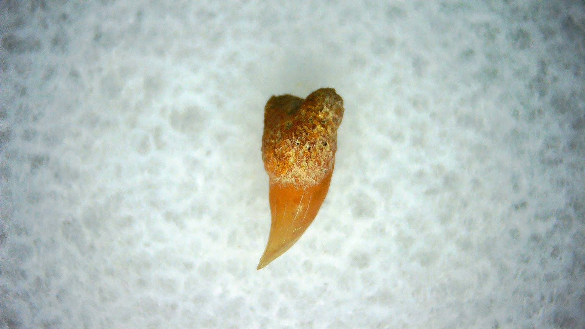 California Miocene Cetorhinus Extinct Shark Tooth 35a | Fossils for Sale Genuine Miocene Age Cetorhinus Extinct Shark Tooth Fossil For Sale from California #35a