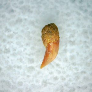 Cetorhinus Extinct Shark Tooth Fossil for Sale 36