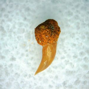 Cetorhinus Extinct Shark Tooth Fossil for Sale 37