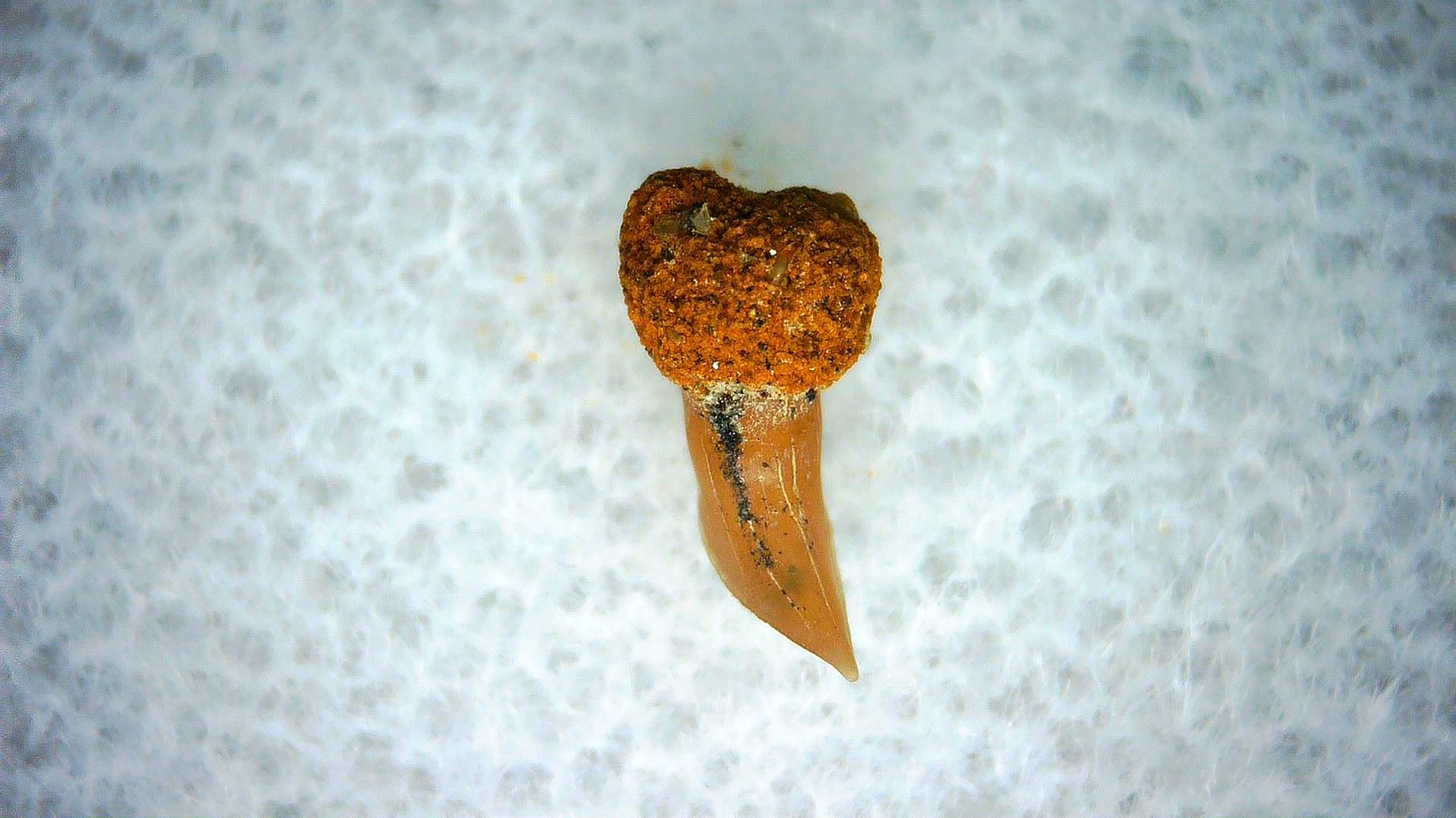 California Miocene Cetorhinus Extinct Shark Tooth 37a | Fossils for Sale Genuine Miocene Age Cetorhinus Extinct Shark Tooth Fossil For Sale from California #37a